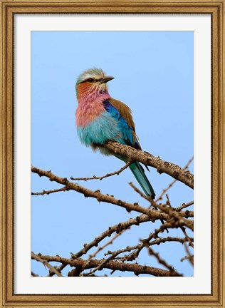 Framed Lilac breasted Roller, Serengeti National Park, Tanzania Print