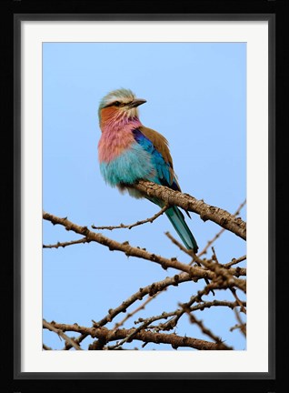Framed Lilac breasted Roller, Serengeti National Park, Tanzania Print