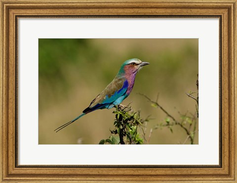 Framed Lilacbreasted Roller bird, Kenya Print