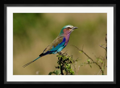 Framed Lilacbreasted Roller bird, Kenya Print
