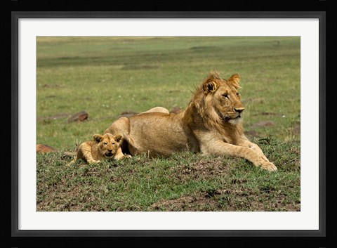 Framed Lion cub with male lion, Maasai Mara, Kenya Print