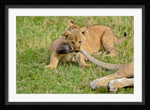 Framed Lion cub, mothers tail, Masai Mara Game Reserve, Kenya Print
