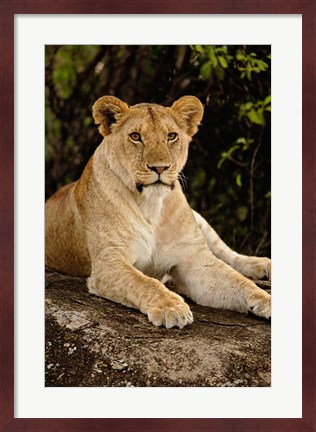 Framed Lion, Panthera leo, Serengeti National Park, Tanzania Print