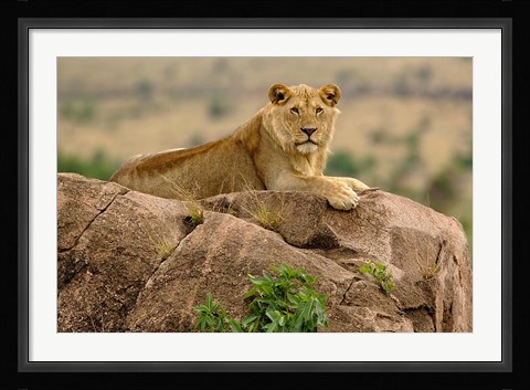 Framed Lion, Serengeti National Park, Tanzania Print