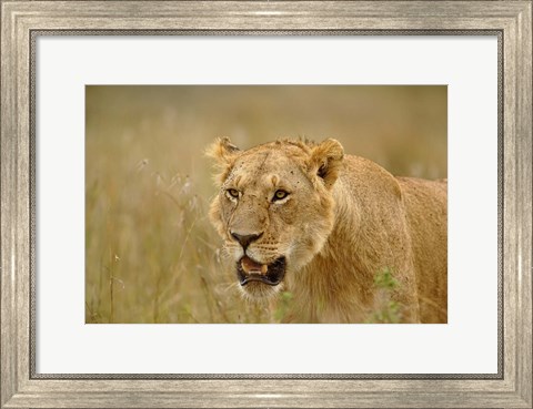 Framed Lioness on the hunt in tall grass, Masai Mara Game Reserve, Kenya Print
