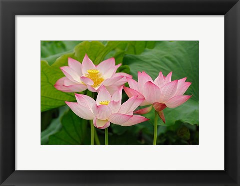 Framed Lotus flower, Nelumbo nucifera, China Print