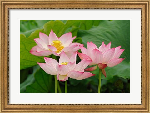 Framed Lotus flower, Nelumbo nucifera, China Print