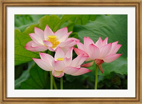 Framed Lotus flower, Nelumbo nucifera, China Print