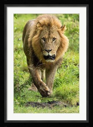 Framed Male Lion, Lake Nakuru National Park, Kenya Print