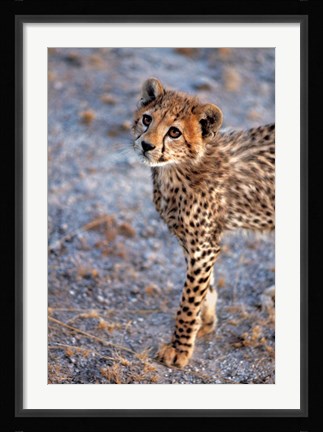 Framed Kenya, Cheetah in Amboseli National Park Print