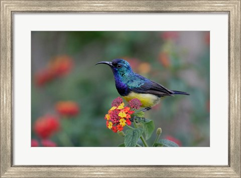 Framed Kenya, Lake Naivasha. Variable sunbird male Print
