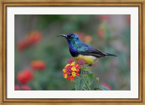 Framed Kenya, Lake Naivasha. Variable sunbird male Print