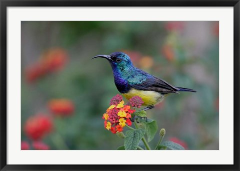 Framed Kenya, Lake Naivasha. Variable sunbird male Print