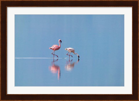 Framed Lesser Flamingoes (Phoenicopterus minor), Lake Nakuru, Kenya Print