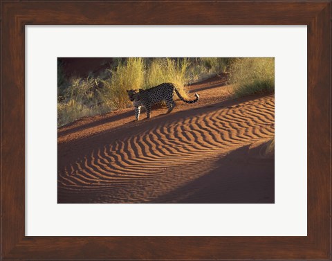 Framed Leopard on sand dunes, Namib-Naukluft Park, Namibia Print