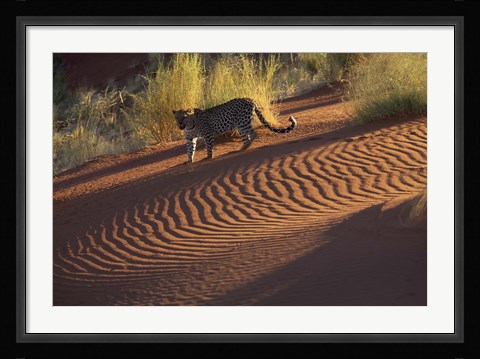 Framed Leopard on sand dunes, Namib-Naukluft Park, Namibia Print