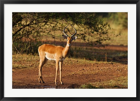 Framed Impala, Maasai Mara Wildlife Reserve, Kenya Print