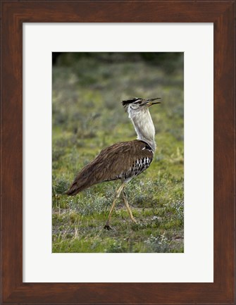 Framed Kori Bustard, Ardeotis kori, Etosha NP, Namibia, Africa. Print