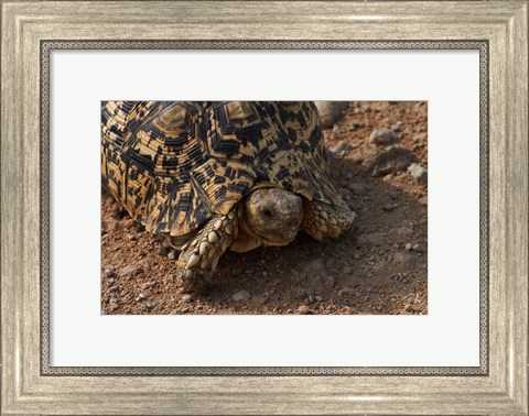 Framed Leopard tortoise, Stigmochelys pardalis, Etosha NP, Namibia, Africa. Print