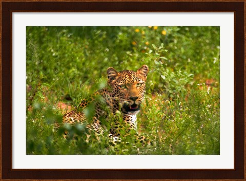 Framed Leopard, Kruger National Park, South Africa Print