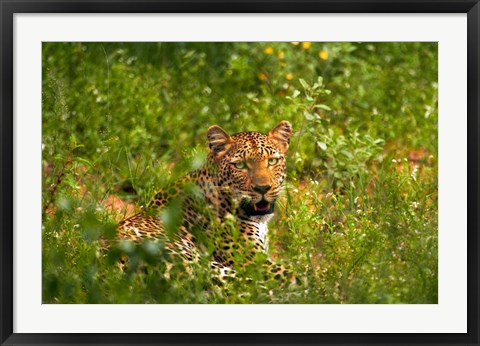 Framed Leopard, Kruger National Park, South Africa Print