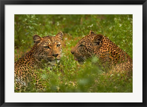 Framed Leopards, Kruger National Park, South Africa Print