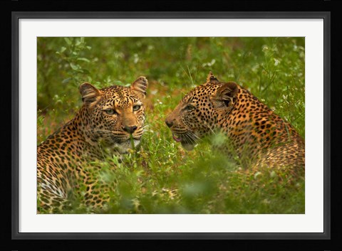Framed Leopards, Kruger National Park, South Africa Print