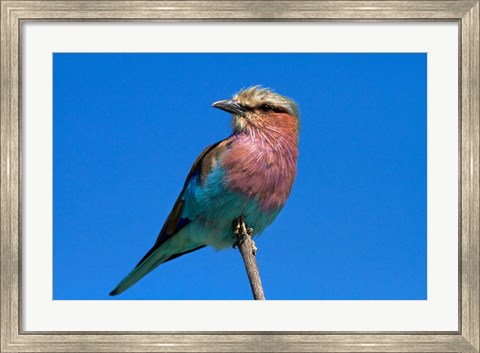 Framed Lilac-breasted Roller, Hwange National Park, Zimbabwe, Africa Print