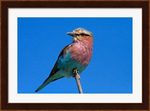 Framed Lilac-breasted Roller, Hwange National Park, Zimbabwe, Africa Print