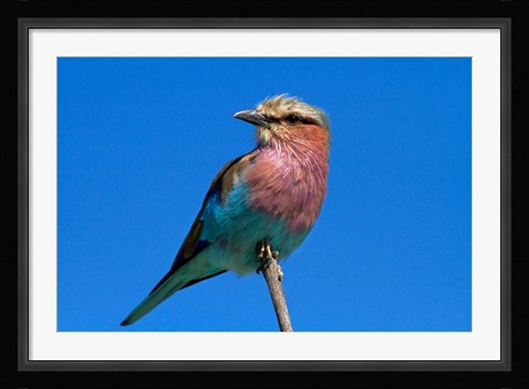 Framed Lilac-breasted Roller, Hwange National Park, Zimbabwe, Africa Print