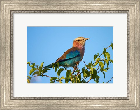 Framed Lilac-breasted Roller, Nxai Pan National Park, Botswana, Africa Print
