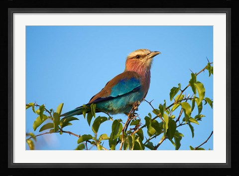 Framed Lilac-breasted Roller, Nxai Pan National Park, Botswana, Africa Print