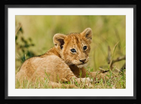 Framed Lion cub in the bush, Maasai Mara Wildlife Reserve, Kenya Print