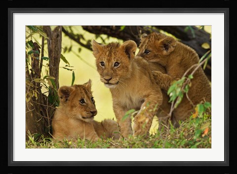Framed Lion cubs in the bush, Maasai Mara Wildlife Reserve, Kenya Print