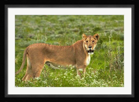 Framed Lioness, Etosha National Park, Namibia Print