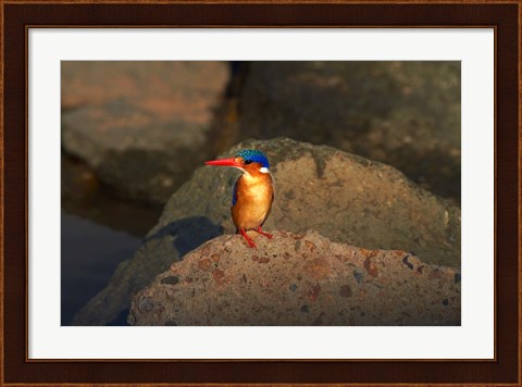 Framed Malachite Kingfisher, Alcedo cristata, Kruger NP, South Africa Print