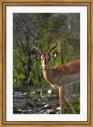 Framed Male Black-faced impala, Etosha National Park, Namibia Print