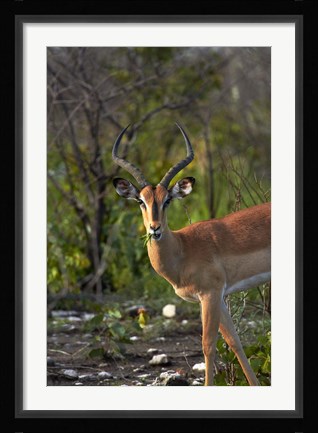 Framed Male Black-faced impala, Etosha National Park, Namibia Print