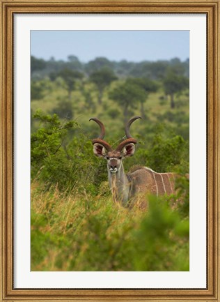 Framed Male greater kudu, Kruger National Park, South Africa Print