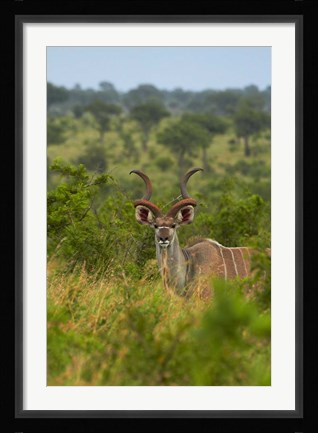 Framed Male greater kudu, Kruger National Park, South Africa Print