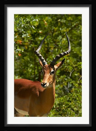 Framed Male Impala, Hwange National Park, Zimbabwe, Africa Print