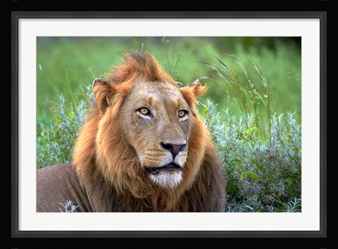 Framed Male Lion, Kruger National Park, South Africa Print