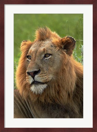 Framed Male Lion, Panthera leo, Kruger NP, South Africa Print