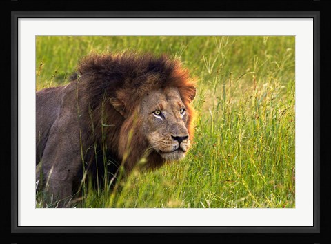 Framed Male Lion, South Africa Print