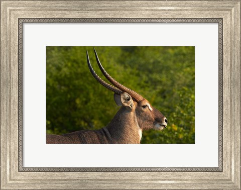 Framed Male waterbuck, Kruger National Park, South Africa Print