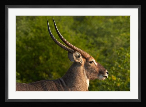 Framed Male waterbuck, Kruger National Park, South Africa Print