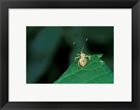 Framed Insect on Green Leaf, Gombe National Park, Tanzania Print
