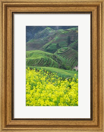 Framed Landscape of Canola and Terraced Rice Paddies, China Print