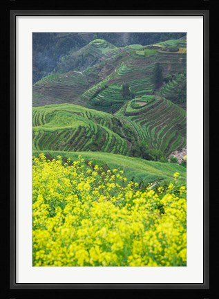 Framed Landscape of Canola and Terraced Rice Paddies, China Print