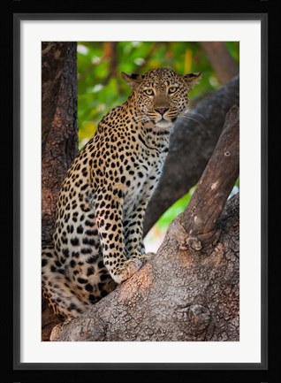 Framed Leopard, Botswana Print